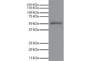 Human IgG-UNLB secondary antibody and chemiluminescent detection. (Chèvre anti-Souris IgG Anticorps (HRP))