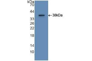 Western blot analysis of recombinant Human APOA2. (APOA2 anticorps  (AA 24-100))