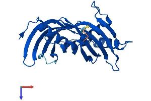 AlphaFold protein structure predicition of Mouse Recombinant Lxn Protein, UniprotID P70202