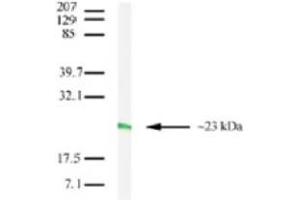 Image no. 2 for anti-Claudin 7 (CLDN7) (C-Term) antibody (ABIN208282) (Claudin 7 anticorps  (C-Term))