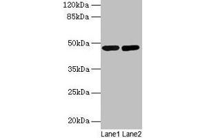 Western blot All lanes: SSB antibody at 2 μg/mL Lane 1: Mouse liver tissue Lane 2: Mouse brain tissue Secondary Goat polyclonal to rabbit IgG at 1/10000 dilution Predicted band size: 47 kDa Observed band size: 47 kDa (SSB anticorps  (AA 1-408))