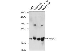 Western blot analysis of extracts of various cell lines, using ORMDL3 antibody (ABIN7269113) at 1:1000 dilution. (ORMDL3 anticorps  (AA 1-100))