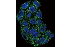 Confocal immunofluorescent analysis of GPX1 Antibody (C-term) (ABIN653263 and ABIN2842782) with HepG2 cell followed by Alexa Fluor 488-conjugated goat anti-rabbit lgG (green).