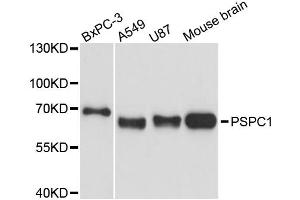 Western blot analysis of extracts of various cell lines, using PSPC1 antibody. (PSPC1 anticorps)