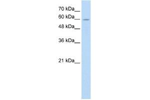 WB Suggested Anti-ANAPC7 Antibody Titration:  0. (ANAPC7 anticorps  (C-Term))