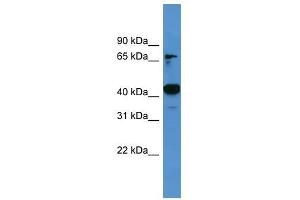 Ascc1 antibody used at 0.