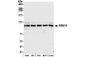 Western Blotting (WB) image for anti-RNA Binding Motif Protein 15 (RBM15) (AA 550-600) antibody (ABIN7449904)