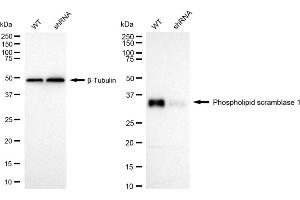 Western blotting analysis using Phospholipid scramblase 1 antibody (ABIN7799825).