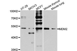 Western blot analysis of extracts of various cell lines, using MDM2 antibody. (MDM2 anticorps)