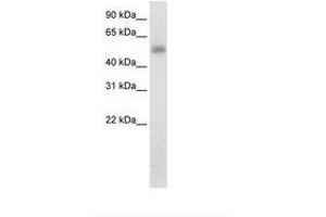 METTL3 antibody  (N-Term)