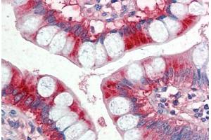 Human Small Intestine (formalin-fixed, paraffin-embedded) stained with APOA4 antibody ABIN337144 at 5 ug/ml followed by biotinylated anti-goat IgG secondary antibody ABIN481715, alkaline phosphatase-streptavidin and chromogen. (APOA4 anticorps  (AA 359-371))