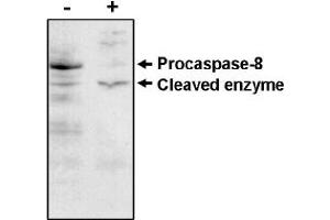 Western Blotting (WB) image for anti-Caspase 8 (CASP8) antibody (ABIN264407) (Caspase 8 anticorps)