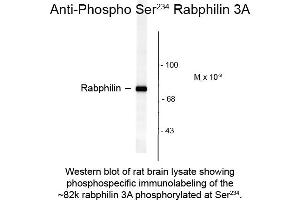 Western blot of Anti-Rabphilin 3A pS234 (Rabbit) Antibody - 612-401-E22 Western Blot of Rabbit anti-Rabphilin 3A pS234 antibody. (RPH3A anticorps  (pSer234))