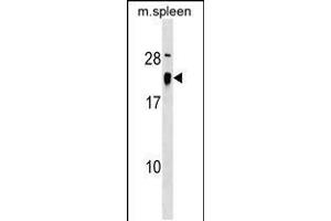 Western blot analysis in mouse spleen tissue lysates (35ug/lane). (ALG13 anticorps  (AA 44-70))