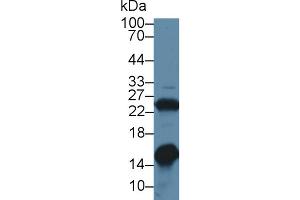 Western blot analysis of Rat Heart lysate, using Rabbit Anti-Rat GAL1 Antibody (1 µg/ml) and HRP-conjugated Goat Anti-Rabbit antibody (abx400043, 0. (LGALS1/Galectin 1 anticorps  (AA 1-135))