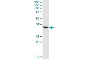 TSEN34 MaxPab polyclonal antibody. (TSEN34 anticorps  (AA 1-390))