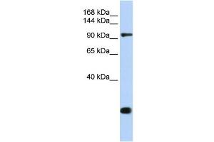 TJP2 antibody used at 1 ug/ml to detect target protein.