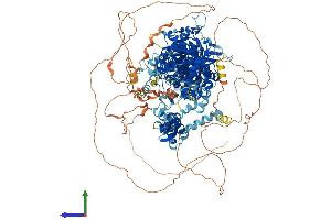 AlphaFold protein structure predicition of Mouse Recombinant Drosha Protein, UniprotID Q5HZJ0