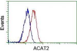 Image no. 2 for anti-Acetyl-CoA Acetyltransferase 2 (ACAT2) antibody (ABIN1496400) (ACAT2 anticorps)