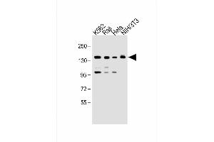 All lanes : Anti-UBE4B Antibody (N-term) at 1:1000 dilution Lane 1: K562 whole cell lysate Lane 2: Raji whole cell lysate Lane 3: Hela whole cell lysate Lane 4: NIH/3T3 whole cell lysate Lysates/proteins at 20 μg per lane. (UBE4B anticorps  (N-Term))