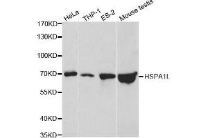 Western blot analysis of extracts of various cell lines, using HSPA1L antibody. (HSPA1L anticorps  (AA 342-641))