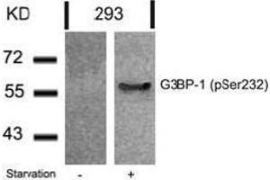 Image no. 2 for anti-GTPase Activating Protein (SH3 Domain) Binding Protein 1 (G3BP1) (pSer232) antibody (ABIN196763) (G3BP1 anticorps  (pSer232))