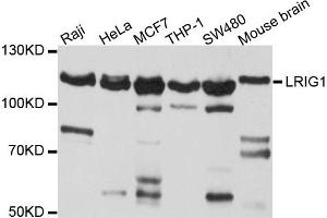 Western blot analysis of extract of various cells, using LRIG1 antibody. (Lrig1 anticorps)