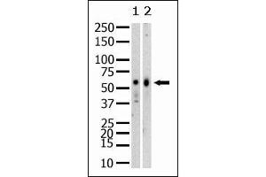 Western Blotting (WB) image for anti-SET Domain Containing (Lysine Methyltransferase) 8 (SETD8) (N-Term) antibody (ABIN356374) (SETD8 anticorps  (N-Term))