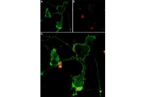 Live cell imaging of α-Bungarotoxin-ATTO Fluor-647N in differentiated  cells.