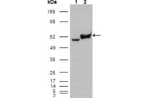 Western blot analysis using GPI mouse mAb against HEK293T cells transfected with the pCMV6-ENTRY control (1) and pCMV6-ENTRY GPI cDNA (2).