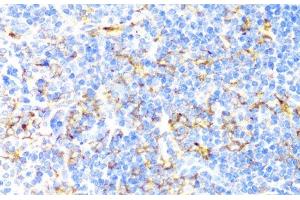 Immunohistochemistry of paraffin-embedded Mouse spleen using ITGAX Polyclonal Antibody at dilution of 1:100 (40x lens). (CD11c anticorps)