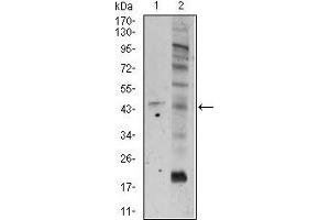 Western blot analysis using FZD5 mouse mAb against A549 (1), and PC-3 (2) cell lysate.