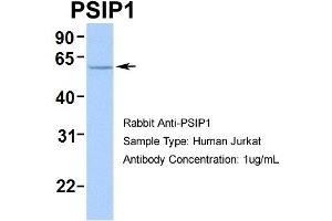 Human Jurkat (PSIP1 anticorps  (Middle Region))