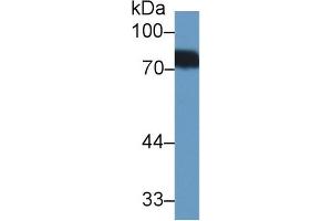 Western Blot; Sample: Human Urine; Primary Ab: 1µg/ml Rabbit Anti-Human BTD Antibody Second Ab: 0. (BTD anticorps  (AA 42-271))