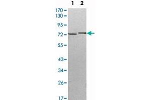 Western blot analysis using KLHL13 monoclonal antibody, clone 8D1  against HeLa (1) and MCF-7 (2) cell lysate. (KLHL13 anticorps)
