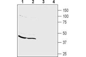 Western blot analysis of mouse (lanes 1 and 3) and rat (lanes 2 and 4) brain membranes: - 1,2. (PICK1 anticorps  (alpha-helix Domain, Intracellular))