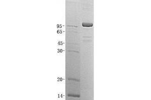 Validation with Western Blot