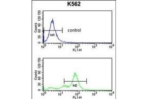 RFC2 Antibody (N-term) (ABIN389297 and ABIN2839417) flow cytometry analysis of K562 cells (bottom histogram) compared to a negative control cell (top histogram). (RFC2 anticorps  (N-Term))