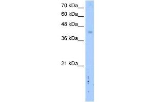 LRRC2 antibody used at 2. (LRRC2 anticorps  (C-Term))