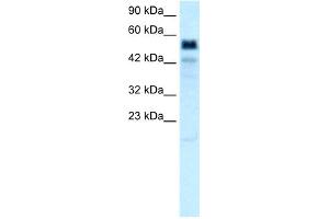 WB Suggested Anti-TBX21 Antibody Titration:  0. (T-Bet anticorps  (Middle Region))