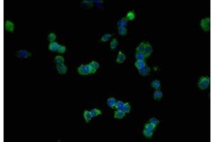 Immunofluorescence staining of SW620 cells with ABIN7146194 at 1:100, counter-stained with DAPI.