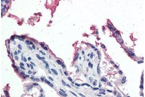 Human Placenta (formalin-fixed, paraffin-embedded) stained with GPX3 antibody ABIN364427 at 5 ug/ml followed by biotinylated anti-goat IgG secondary antibody ABIN481715, alkaline phosphatase-streptavidin and chromogen. (GPX3 anticorps  (AA 102-114))