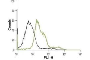 Cell surface detection of α1B-Adrenoceptor in GH3 living cells: (black line) Unstained cells.