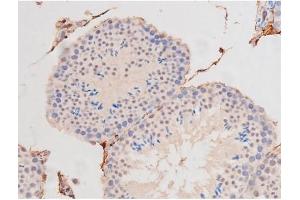 ABIN6267364 at 1/200 staining Mouse testis tissue sections by IHC-P.