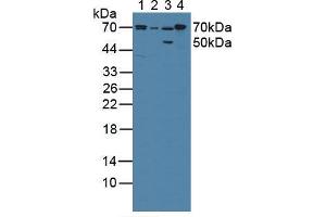Figure. (POR anticorps  (AA 77-518))