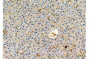 ABIN6264421 and ABIN6278673 at 1/100 staining mouse liver tissue by IHC-P. (PRKAB2 anticorps  (N-Term))