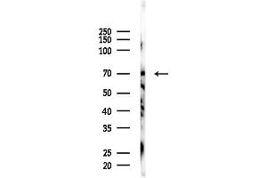 Western blot analysis of lysates from Mouse brain, using Glutaminase Antibody at 1/1000 dilution.