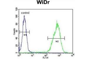Flow cytometric analysis of WiDr cells using Gasdermin C Antibody (Center) Cat.