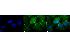 Immunocytochemistry/Immunofluorescence analysis using Mouse Anti-CD74 Monoclonal Antibody, Clone PIN 1.