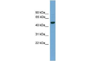 WB Suggested Anti-GRAMD3  Antibody Titration: 0. (GRAMD3 anticorps  (Middle Region))